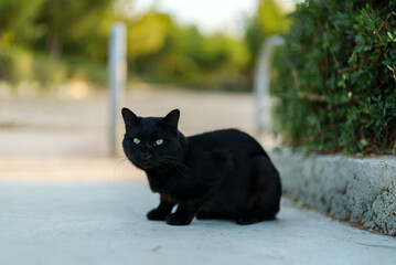 Stray cute cat portrait on the street.