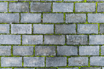 Moss growing on brick wall