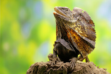 Soa Payung also known as the frilled lizard or frilled dragon is showing a threatening expression....