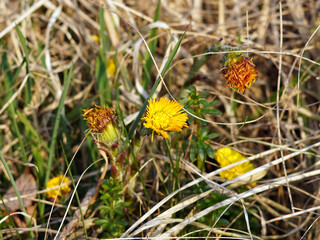 Wild small coltsfoot plant. It has a yellow flower.