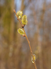 A branch on which are spring puffy flowers. They are fine and we see pollen grains on them.