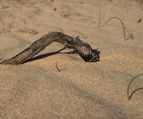 A desert landscape. A dried up branch lies in the sand.