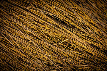 dry grass background