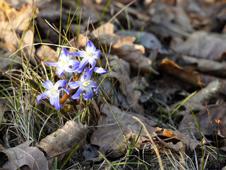 Blue spring flowers on a brown dry background. We see dry grass and leaves. The blue flowers have a beautiful star-shaped shape.
