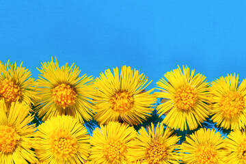 Yellow flowers on a blue background