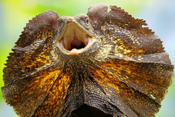 Soa Payung also known as the frilled lizard or frilled dragon is showing a threatening expression....
