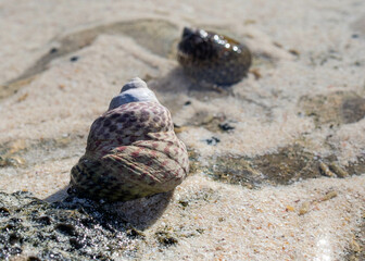 a snail, a slug in the water in the sand at low tide and a small slug, a snail in the background