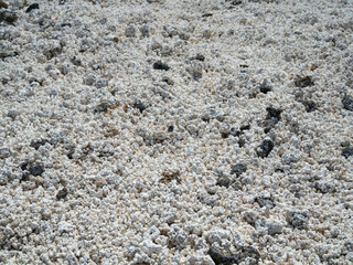 Popcorn Beach, red algae on the Canary Island of Fuerteventura