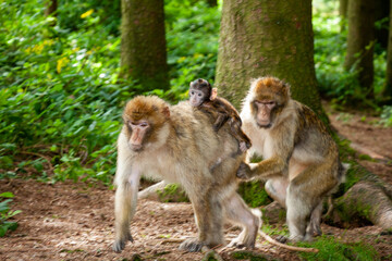 Zwei erwachsene Berberaffen mit Jungtier