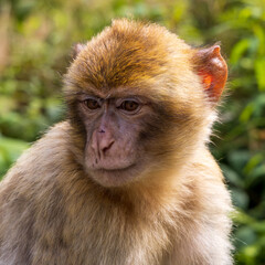 Portrait eines Berberaffen