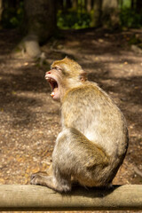 Schreiender Berberaffe