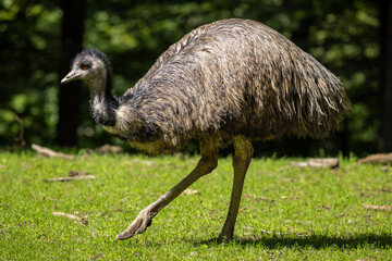 Emu