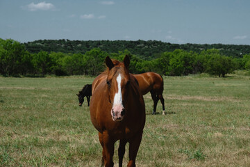 Quarter horse in hill country of Texas during summer on ranch.
