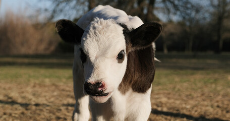 Black and white calf face closeup in farm field