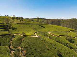 Tea plantations of Sri Lanka