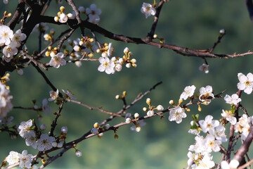 Spring blossoms on the tree. Selective focus.