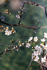 Spring blossoms on the tree. Selective focus.