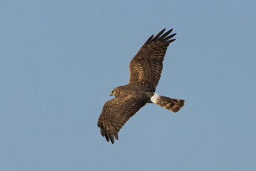 Female Northern Harrier in flight