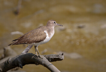 The common sandpiper is a small Palearctic wader. This bird and its American sister species, the spotted sandpiper, make up the genus Actitis. 
