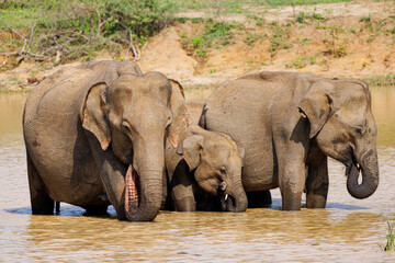 Fototapeta na wymiar Wild elephant family with baby at waterhole