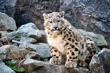Schneeleopard ( Panthera uncia ).