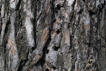Texture Old rough bark of pine tree