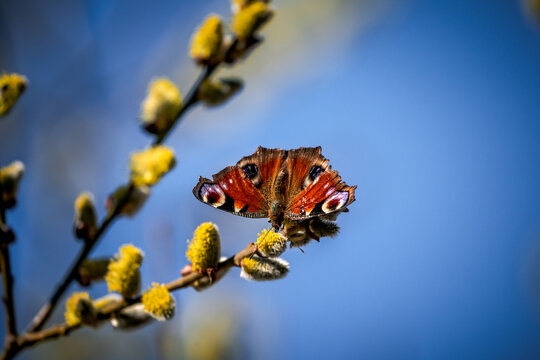 Peacock butterfly on pussy willow. Spring motif with butterfly.