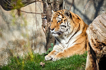Sibirischer Tiger ( Panthera tigris altaica ).
