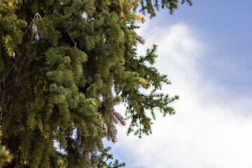 Green coniferous branches. Fresh spruce on the background blue sky. Photo needles tree twigs. Beauty of nature evergreen.