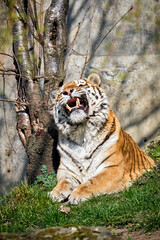 Sibirischer Tiger ( Panthera tigris altaica ).