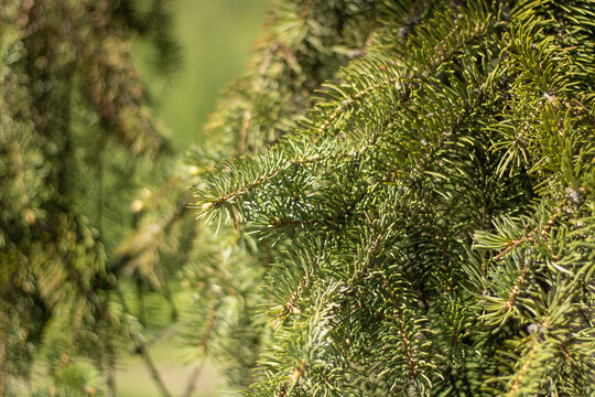 Green coniferous branches. Fresh spruce. Photo needles tree twigs. Beauty of nature evergreen.