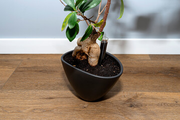 A beautiful, large bonsai tree in a black pot with liquid flower conditioner, standing on vinyl...
