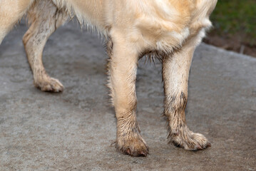 A young male golden retriever stands with dirty paws in front of a terrace and waits to enter the...