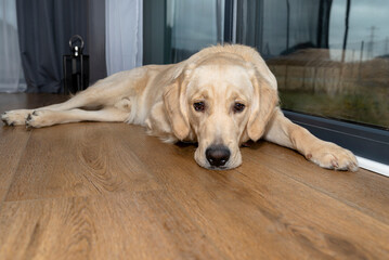 A young male golden retriever is resting on vinyl panels in the rays sun under the large terrace...