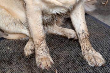 A young male golden retriever sit with dirty paws in front of a terrace and waits to enter the...