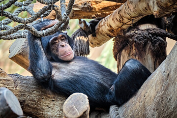 Westafrikanischer Schimpanse ( Pan troglodytes verus ).