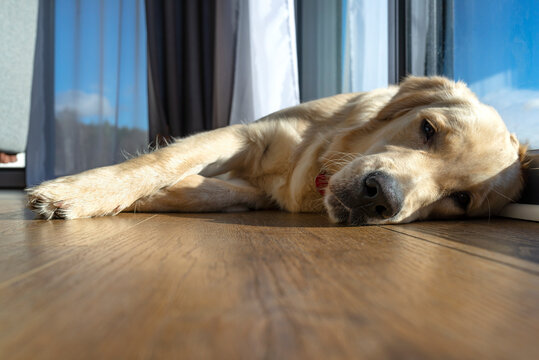 A young male golden retriever is resting on vinyl panels in the rays sun under the large terrace window in the living room.