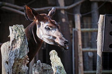 Okapi ( Okapia johnstoni ).