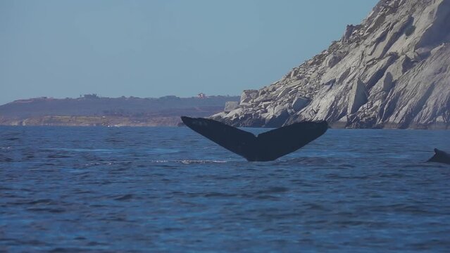 Humpback Whales in the Ocean