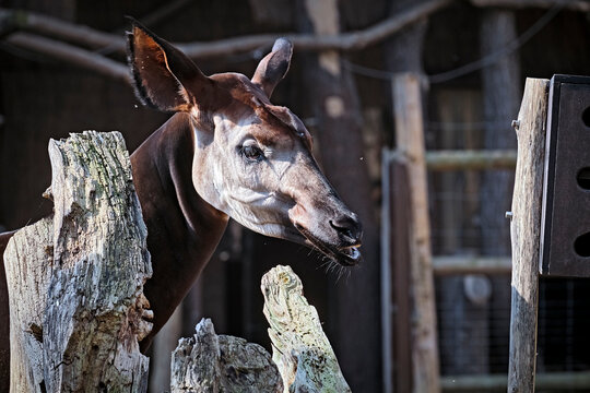 Okapi ( Okapia johnstoni ).