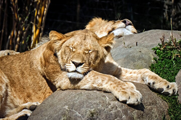 Fototapeta premium Löwe ( Panthera leo ).