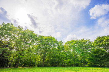 新緑イメージ　若葉　木と緑　コピースペース　緑　葉　爽やか