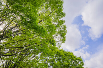 新緑イメージ　若葉　木と緑　コピースペース　緑　葉　爽やか