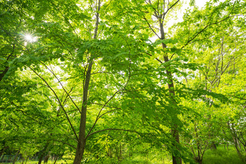Fototapeta na wymiar 新緑イメージ　若葉　木と緑　コピースペース　緑　葉　爽やか
