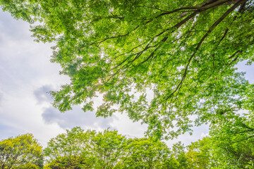 新緑 公園　日本庭園　緑　植物