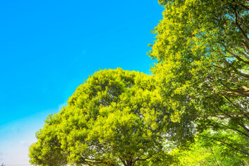 新緑 公園　日本庭園　緑　植物