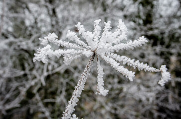 frost on branches