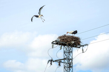 The stork returns to its nest, which is located at the top of the electric tower, where another stork is waiting for it. © Natalia