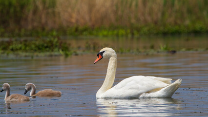 
Swan family