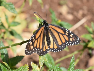 Monarch butterfly Danaus plexippus sitting on milkweed plant